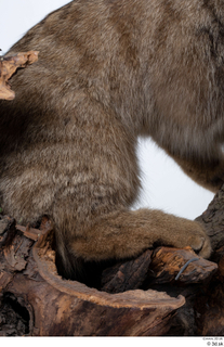 Wildcat Felis silvestris leg 0005.jpg